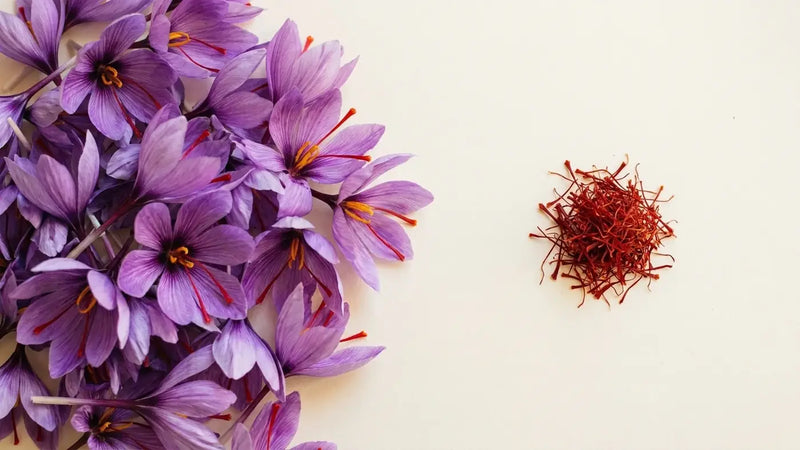 A heap of Crocus sativus flowers beside the single small pile of dried red saffron threads they yield